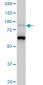 PCAF Antibody (monoclonal) (M02)